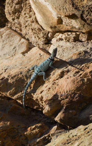 Yarrow's Spiny Lizard