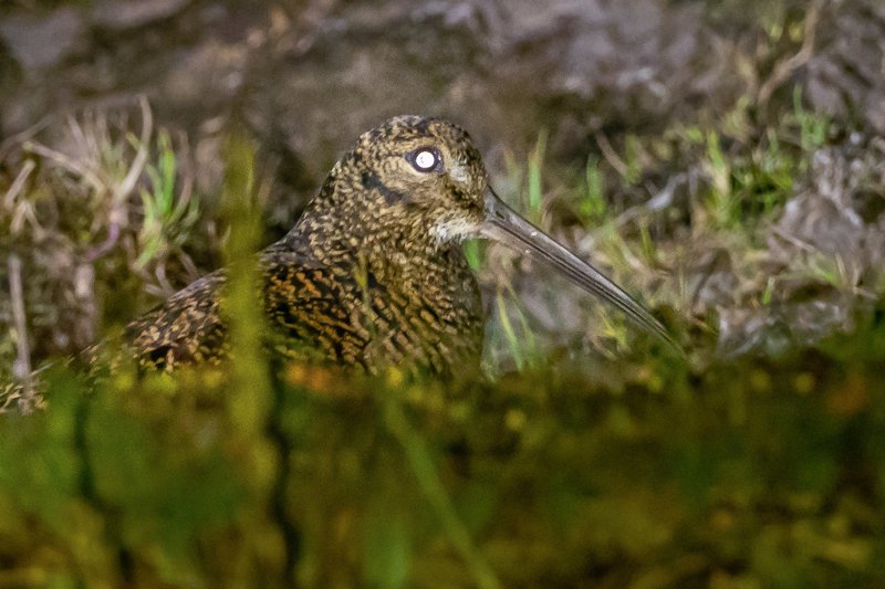 Papuan Dusky Woodcock