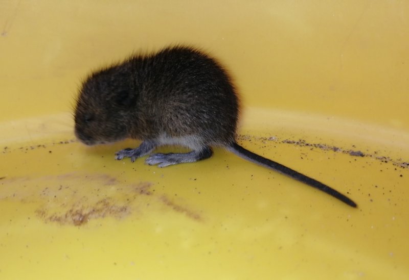 Chilean climbing mouse