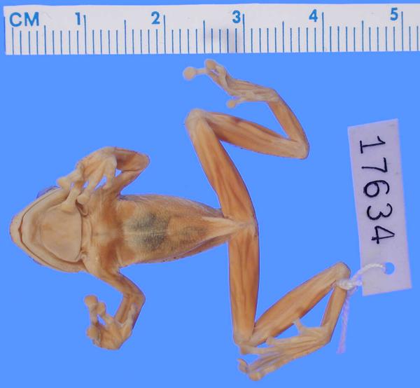 Highland Reed Frog