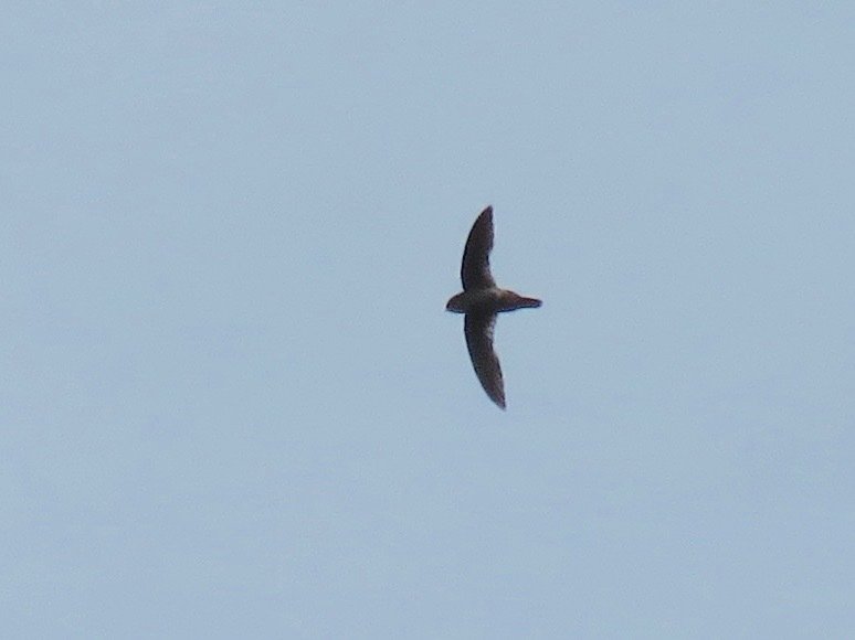 Waterfall Swift