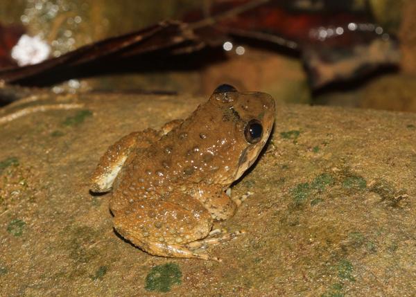 Matang Creek Frog