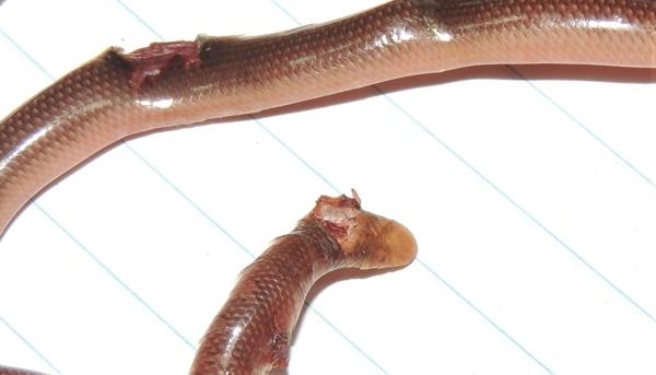 North-eastern Blind Snake
