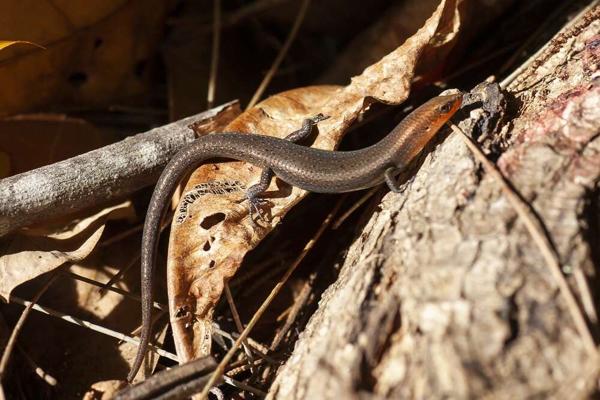 Lygisaurus (Australasian Litter Skinks)