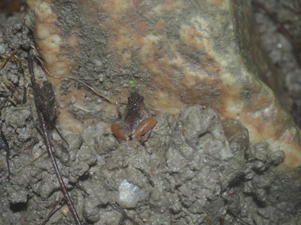 Batu Cave Rice Frog