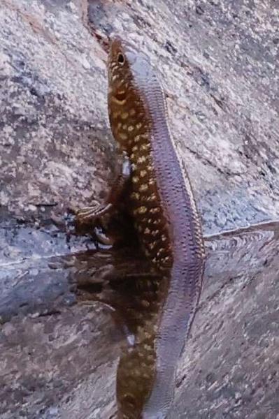 Grand Ctenotus