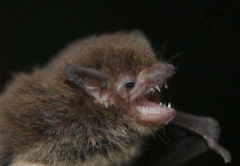 Southern Forest Bat