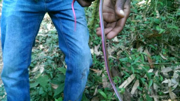 Gold-collared Snake