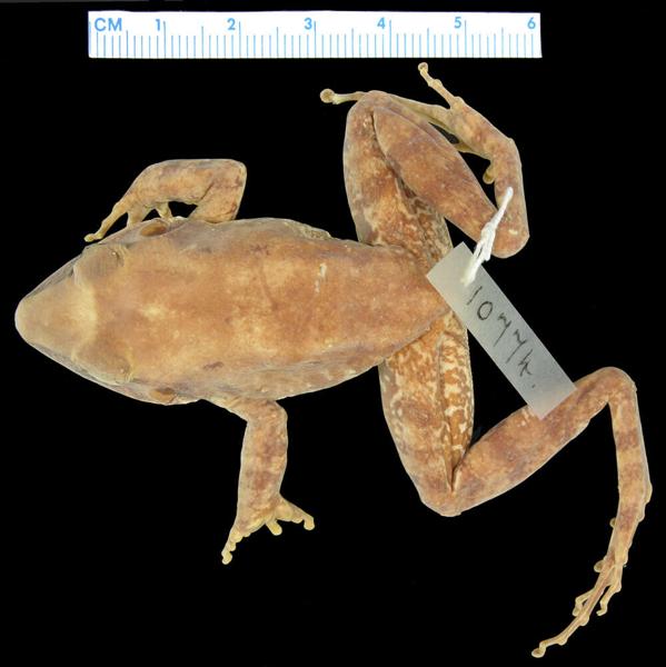 Dotted Wrinkled Ground Frog