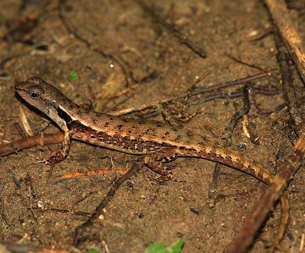 Sulawesi Forest Skink