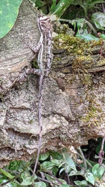 Copey Anole