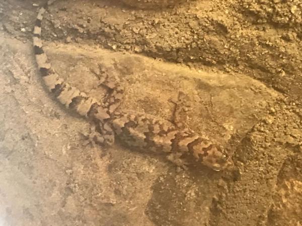 African Rock Gecko