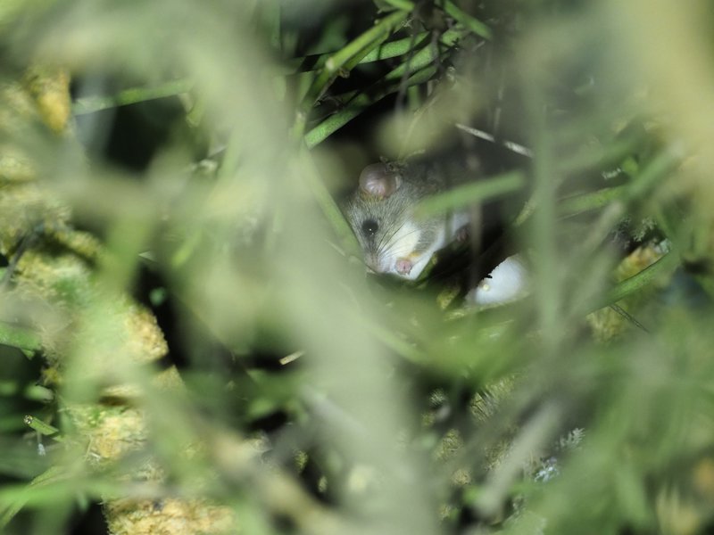 Ruwenzori Thicket Rat