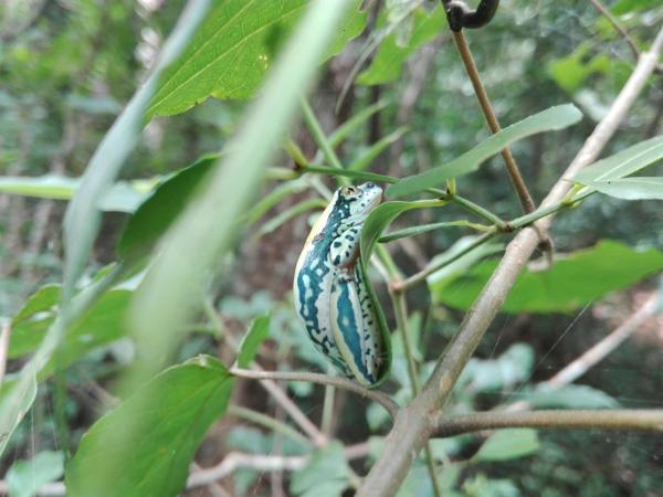 Three-color Reed Frog