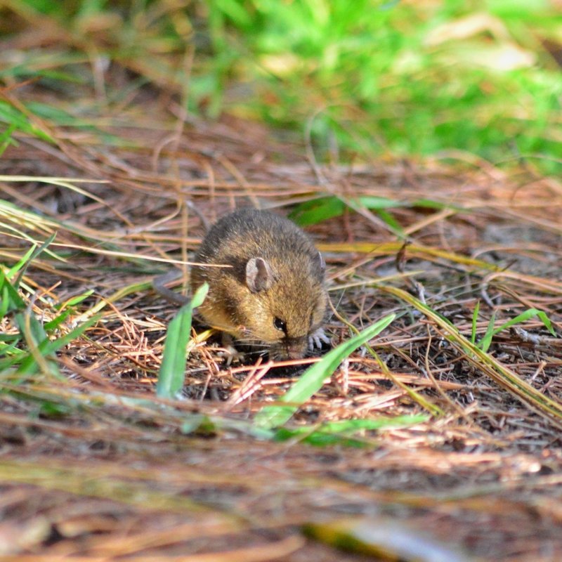 Rodriguez's harvest mouse