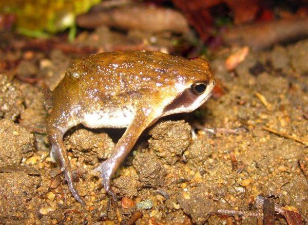 Whistling Rain Frog