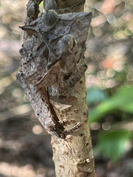 Hemiphractus (Horned Tree Frogs)