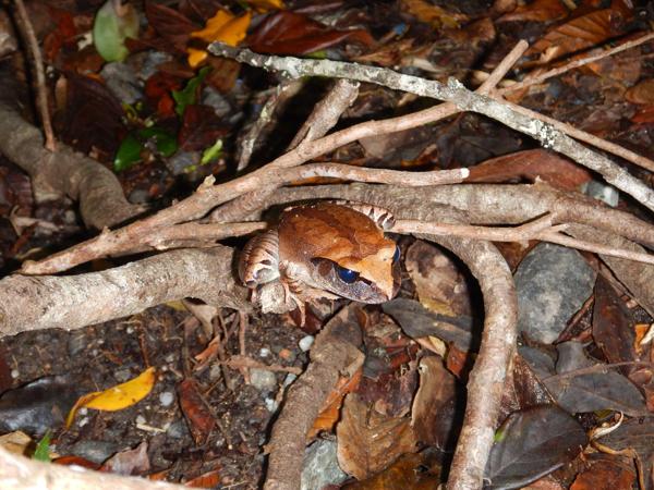 Carbine Frog