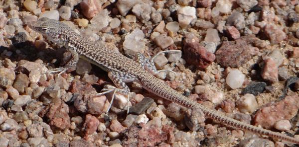 Short-headed Sandveld Lizard