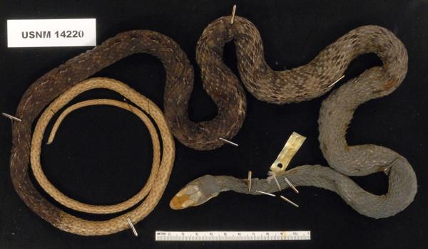 Red-headed Forest Racer