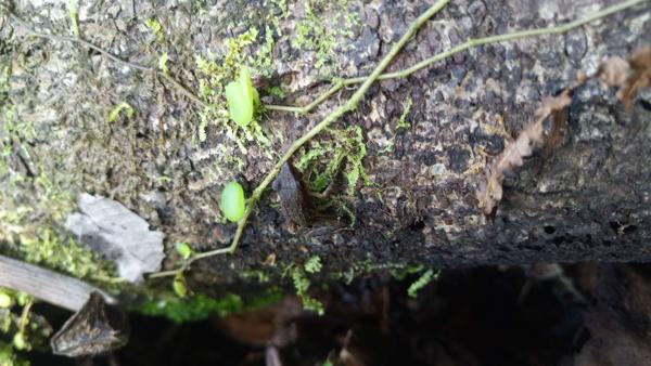 Variable Rain Frog