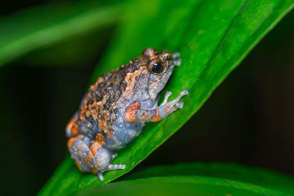 Wide-Disked Narrow-Mouthed Frog