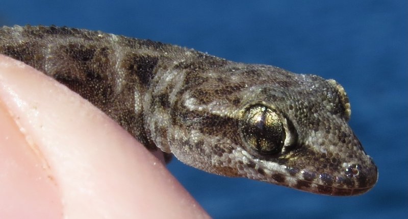 Barrington Leaf-toed Gecko