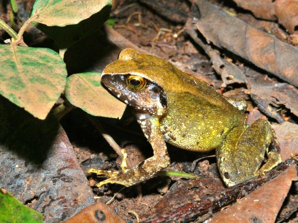 Rugegewald Screeching Frog