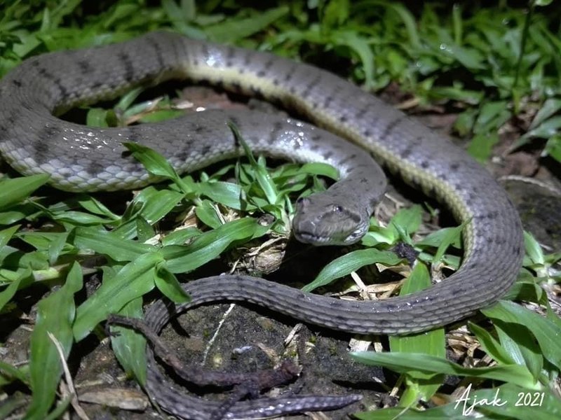 Southeast Asian Bockadam