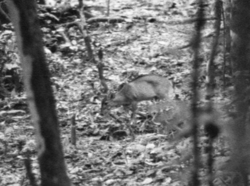 Brooke's Duiker