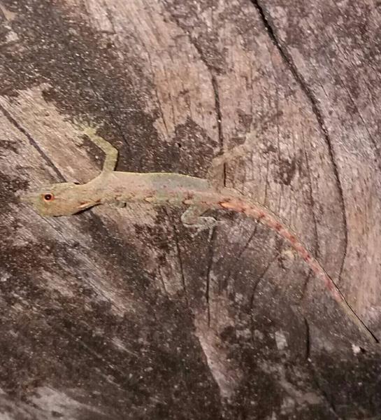 Galle Round-eyed Gecko