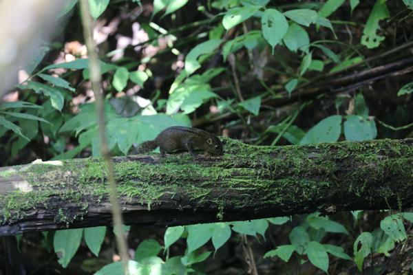 Niobe Ground Squirrel
