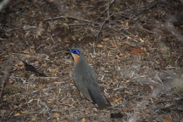 Running Coua