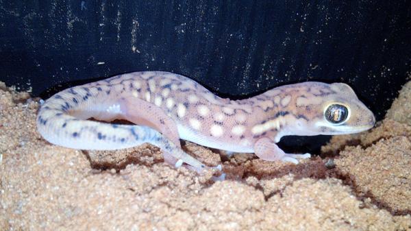 Wahlberg's Kalahari Gecko