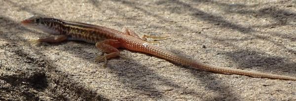 Plain Sand Lizard