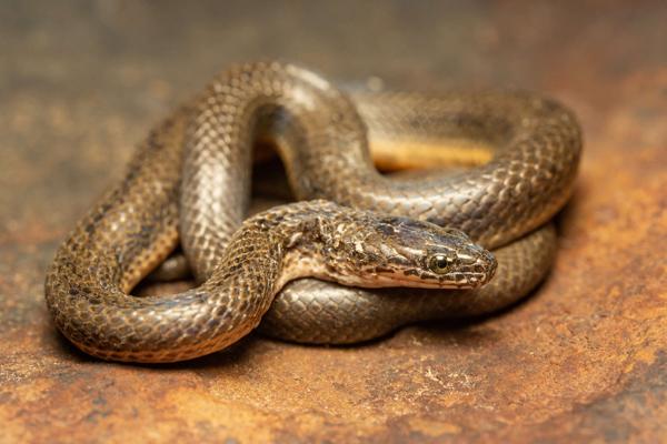 Dusky-bellied Water Snake