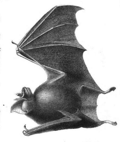 broad-eared horseshoe bat