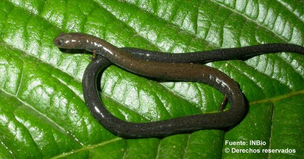 Pacific Worm Salamander