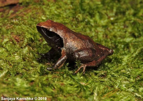 Sinharaja Shrub Frog