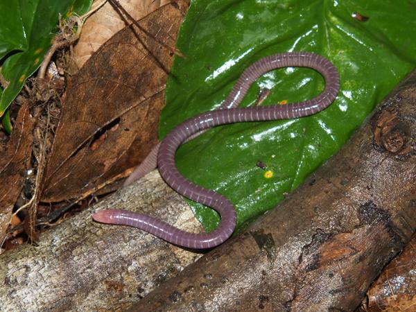 West Forest Caecilian