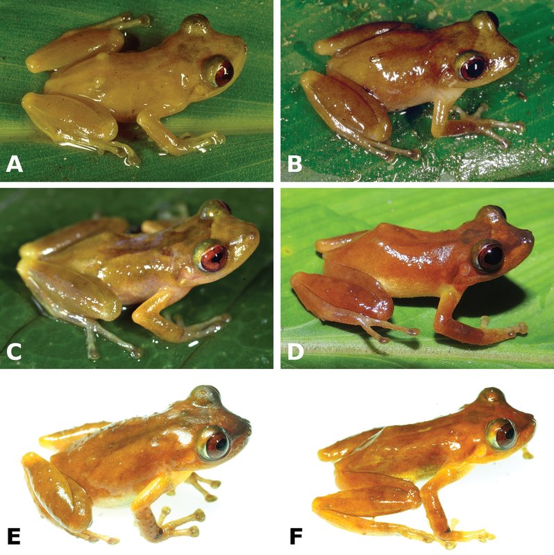 Pristimantis pluvialis