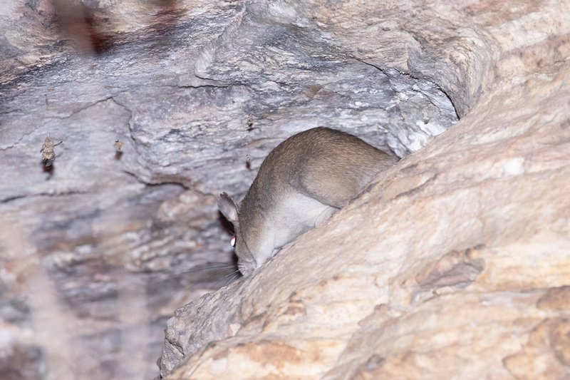 Arnhem Land Rock Rat