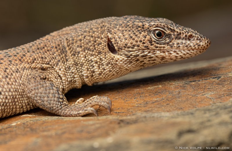Northern Blunt-spined Monitor