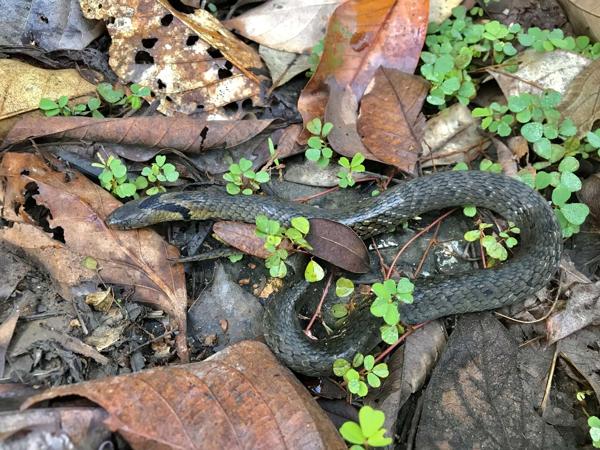 Plagiopholis (Indochinese Mountain Snakes)