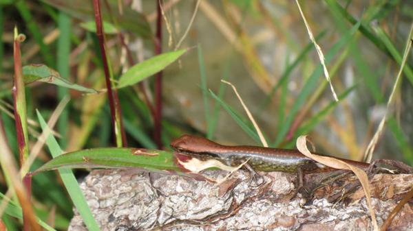 Kinabalu Forest Skink