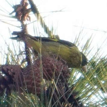 Vietnamese Greenfinch