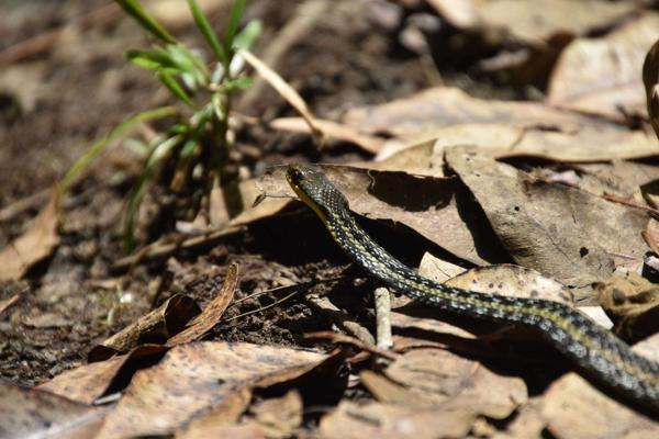 Eastern Madagascar Water Snake