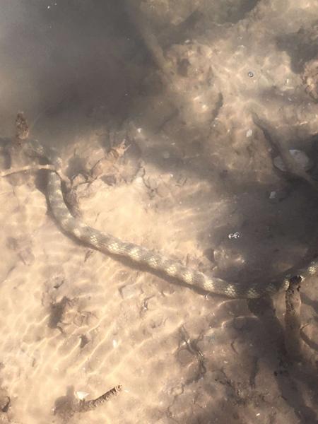Ephalophis (Northwestern Mangrove Sea Snakes)