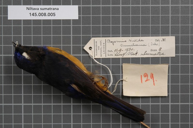 Rufous-vented Niltava