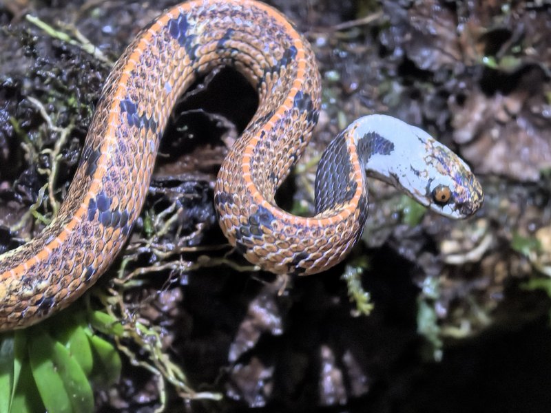 Sabah Mountain Smooth Slug Snake